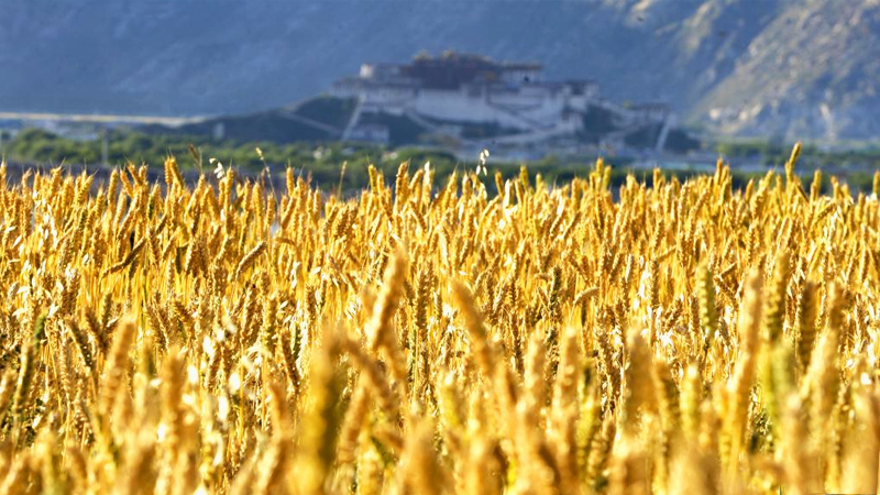 �Ї�(gu��)���a(ch��n)�h�����^��(du��)ؚ���ĳɹ��ܴa